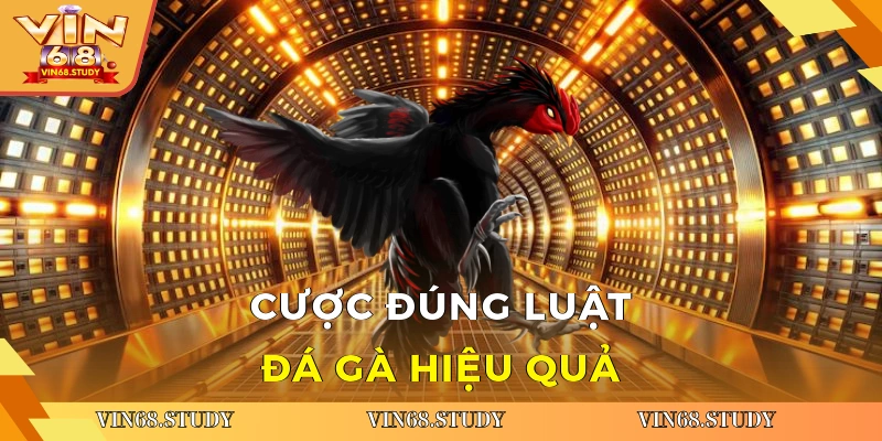 Cược đúng luật đá gà hiệu quả