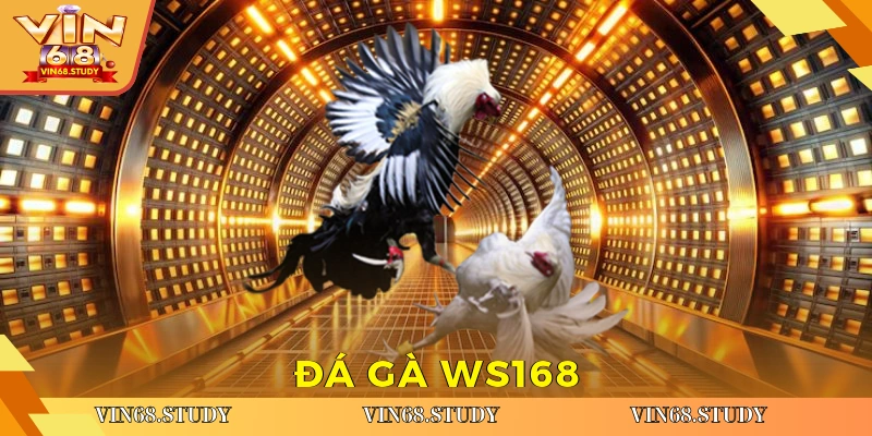 Đá gà WS168