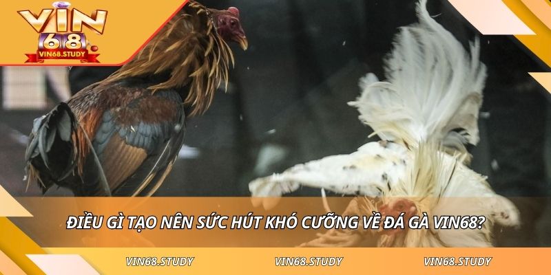 Điều gì tạo nên sức hút khó cưỡng về đá gà VIN68?